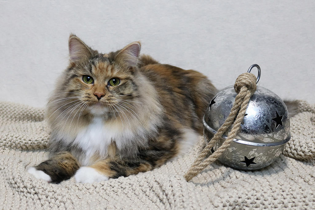 Cat with bell